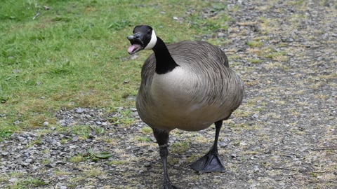 A Canada Goose