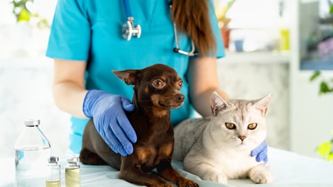 dog and cat at vet