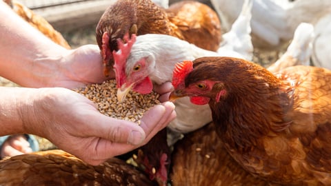 The farmer hand-feeds his hens with grain. Natural organic farming concept; Shutterstock ID 1814333030