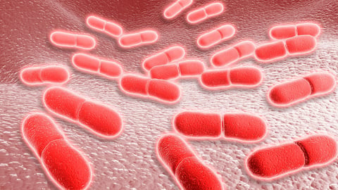 Microscopic view of Listeria monocytogenes.; Shutterstock ID 2471597779