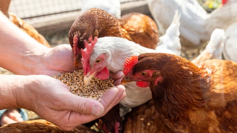 The farmer hand-feeds his hens with grain. Natural organic farming concept; Shutterstock ID 1814333030