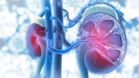 Human kidney cross section on scientific background. 3d illustration; Shutterstock ID 1933838363