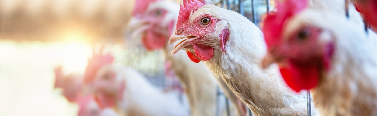 Close up of chickens in cages