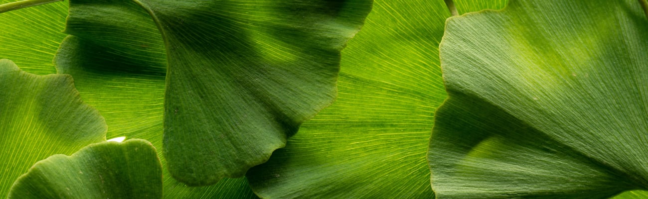ginkgo biloba leaves on a white background
