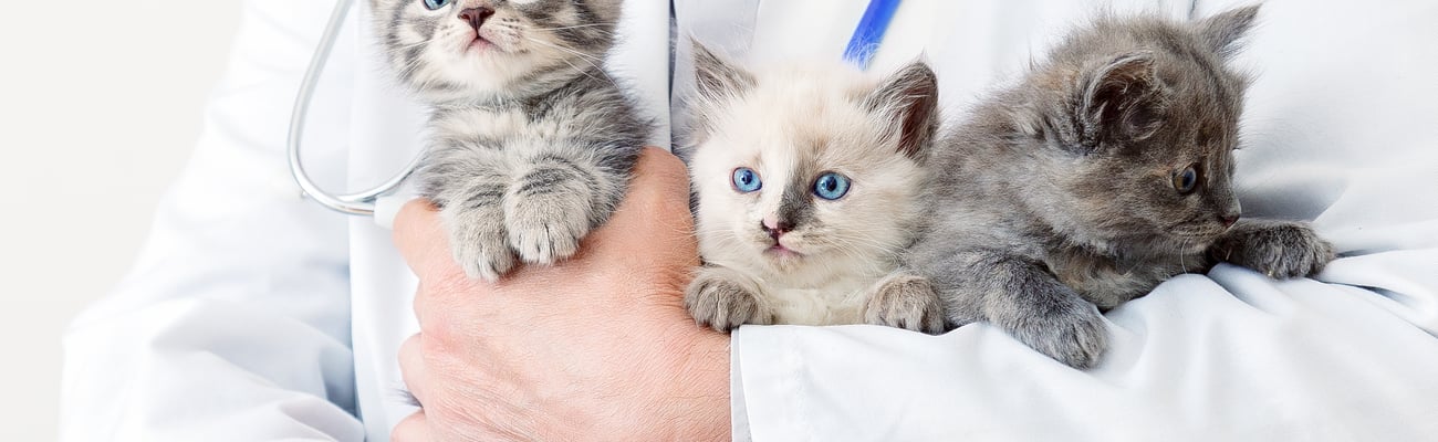 Close up of three kittens being held in the arms of a vet