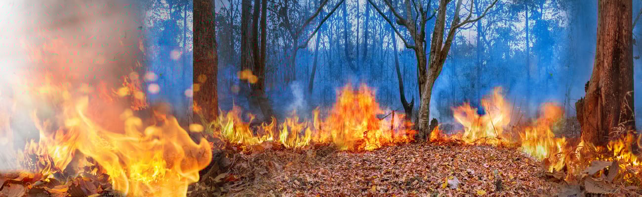fires in a forest bright orange with firefight and hose off to the left