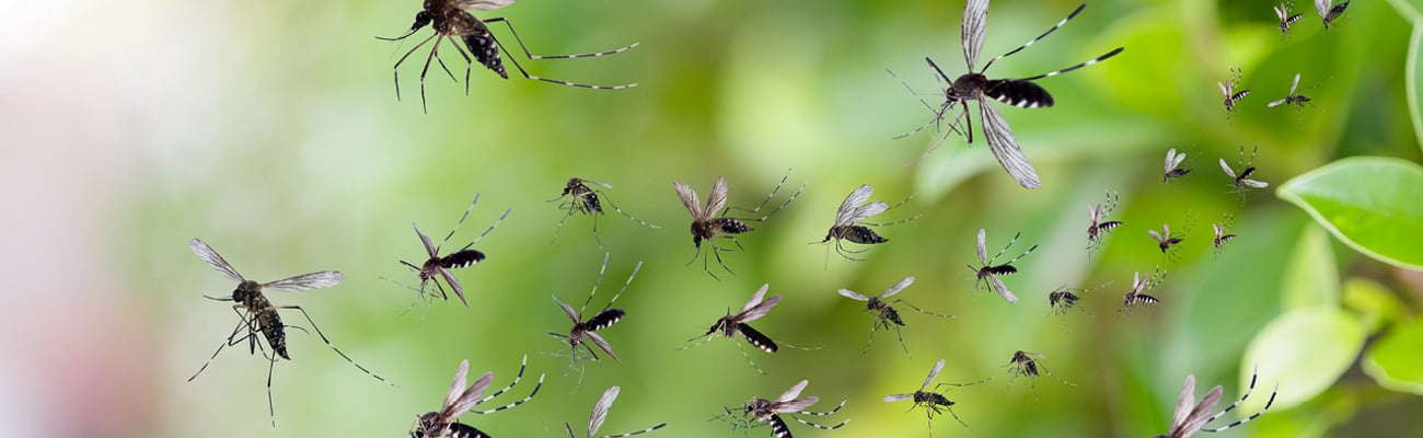 Close up of mosquitos flying by