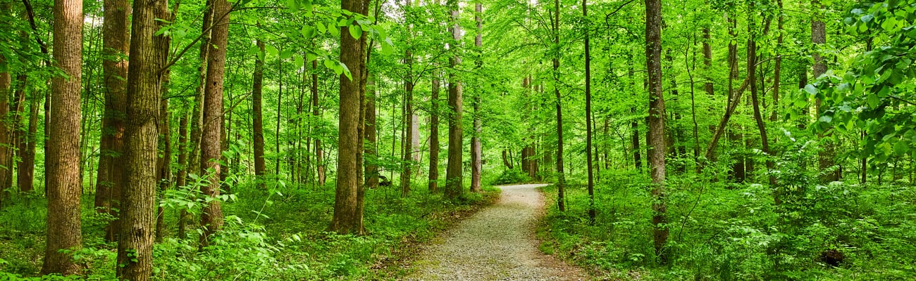 A hiking trail through green thick forrest