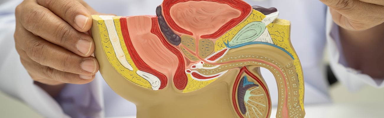 Doctor pointing with pen to bladder on male reproductive model