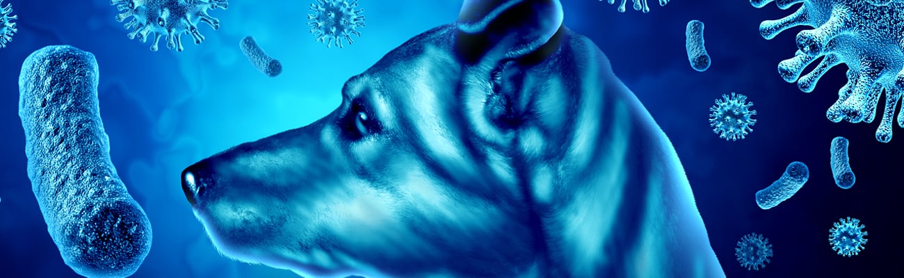 A graphic of a dog with rabies germs swirling around her