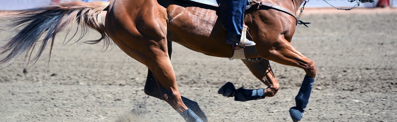 Horse running around in a rodeo ring