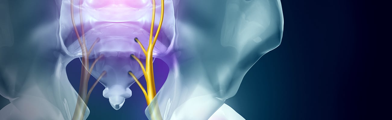 Close up of a human pelvic bone with the sciatic nerve highlighted in purple