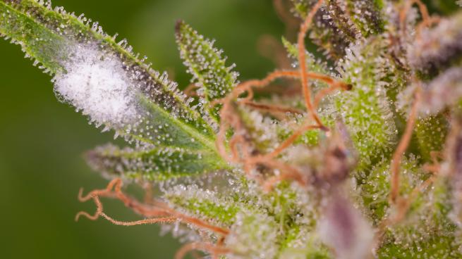 a close up of a flower